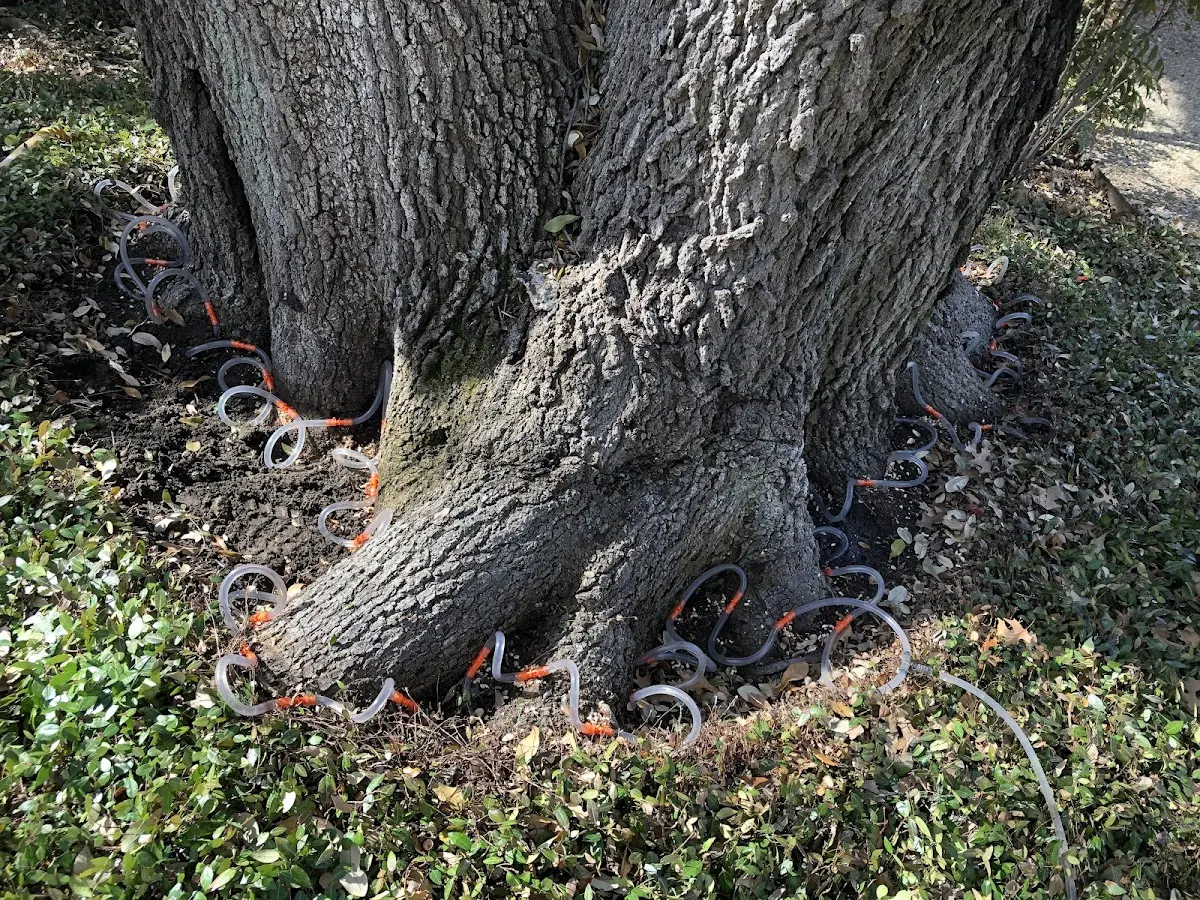 Detailed Tree Cabling and Bracing job site in Pensacola