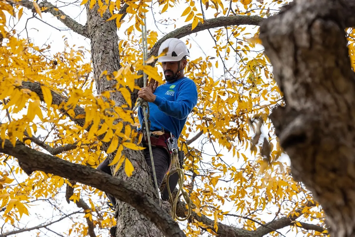 Skilled Tree Planing crew working in Pensacola